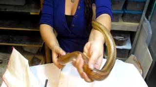 BAIRDS RAT SNAKE Presented by DEADLY TARANTULA GIRL [upl. by Chapel328]