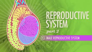 Reproductive System Part 2  Male Reproductive System Crash Course Anatomy amp Physiology 41 [upl. by Merilee]