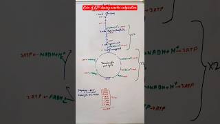 Gain of ATP during aerobic respiration oxidative phosphorylation shorts ytshorts [upl. by Jacoba]