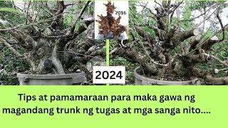 HOW TO MAKE TUGAS BATO BONSAI  VITEX PARVIFLORA [upl. by Septima127]