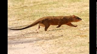 Comadreja coloradaThicktailed Opossum [upl. by Takeshi401]