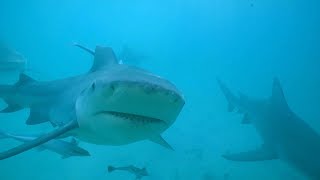 Nos voisins les requins  test de la barrière souple pour observer les requins [upl. by Irtimid455]