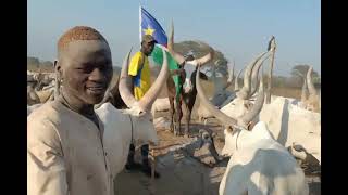 Makur Marial Makuacs herd of cattle muorageryoutube4262 [upl. by Vaules]