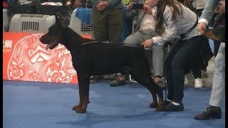 Doberman World dog show in Shanghai 2019 [upl. by Jorin370]