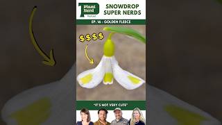 Snowdrop Super Nerds Golden Fleece [upl. by Sidwell]