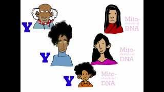 Genetics 101 Part 3 of 5 Where do your genes come from [upl. by Yregerg]