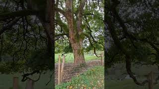 Old sycamore tree at Woodchester park [upl. by Erb70]