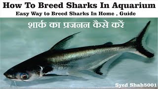 How to breed shark fishes at home breedig pangasius fish in Aquarium easily [upl. by Erfert]