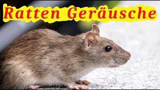 Ratten Geräusche  Welche Geräusche machen Ratten [upl. by Anowahs386]