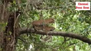 Leopards mating on a tree branch [upl. by Nonnahsed]