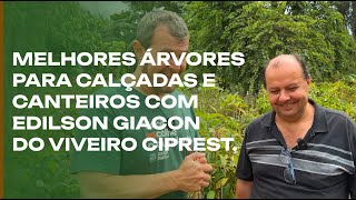 Melhores árvores para calçada e canteiros com Edilson Giacon [upl. by Suivatra]