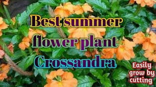 How to grow Crossandra flower plant by cutting  Evergreen flower plant for summer garden [upl. by Sammons919]