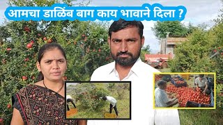 डाळिंब बाग काय भावाने दिला  Dalimb bag Harvesting  शेतीमळा dalimb [upl. by Seadon]