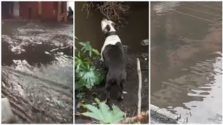 ECATEPEC BAJO AGUA DE CACAÑO PERRITO ES ENCERRAD0 BAJO INUNDACIÓN [upl. by Sordnaxela]