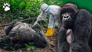 Ébola  Les gorilles dans la tempête  Virus  Documentaire animalier  AMP [upl. by Bibbye]