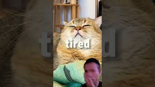 tired song catvideos tired catlover funny pets funnyvideos [upl. by Am]