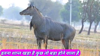 Why The Big Nilgai Silent [upl. by Atlanta]