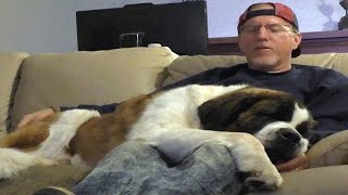 Needy St Saint Bernard Dog Watches NFL Playoff Football with Owner  Cuddles amp Falls Asleep In lap [upl. by Ettesoj987]