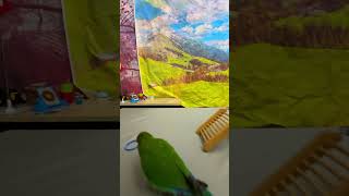 Bird Training  Smart lovebird Parrot  Smart Little Cute Parrot training smartparrot cute [upl. by Gavini]