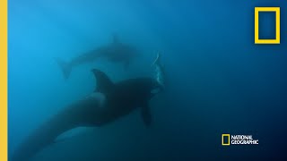 Orca Hunt Seven Gill Sharks  Orca vs Great White [upl. by Jadda]