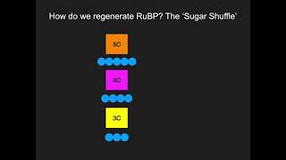 83 Regeneration of Ribulose Bisphosphate RuBP [upl. by Siramaj422]