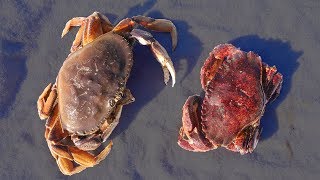 Which Do You Prefer Rock Crab or Dungeness Crab Catch n Cook Taste Test [upl. by Gayleen]