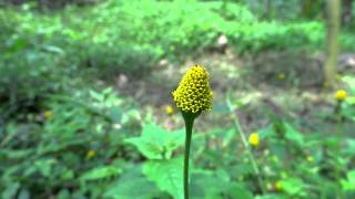 Medicinal Plant  Spilanthes Acmella  Toothache Plant [upl. by Stone]