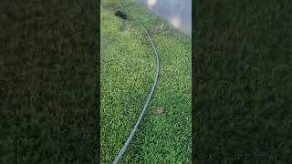 I finally found something that kills bugs and pest from my lawn and garden SPECTRACIDE TRIAZICIDE [upl. by Elamef]