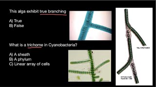 Cyanobacteria  True False Branching  Filament  Trichome [upl. by Oigile]