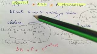 Biochimie  lipides complexes ملخص😍❤️ [upl. by Linette]