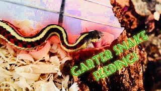 Garter Snake Feeding Video [upl. by Vtarj140]