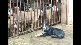 CAREA LEONÉS 26 Ejemplares de quotCarea Leonésquot o quotPerro de Pastor Leonésquot León shepherd dogavi [upl. by Anehsuc]