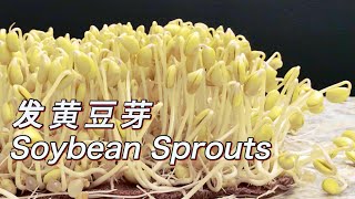 Grow Soybean Sprouts in 4 days With this Easy Method 发黄豆芽快速四天收获 [upl. by Ewell]