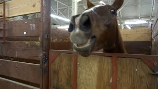 30 Minutes of HILARIOUS Horses  Best Compilation [upl. by Debra]