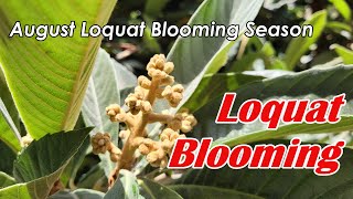 Loquat Tree Blooming Season  Loquat Tree Flower Buds  Loquat Tree Produces Flower Buds in August [upl. by Jews]