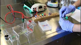 Electrophoresis demonstration [upl. by Eloci]