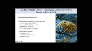 Mycoplasma The Silent Contaminant Cell Line Contamination Webinar [upl. by Josh259]