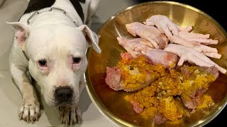 nomyen The Pit Bull eats🍖RAW FOOD หมากินดิบ ASMRMUKBANG咀嚼音 อาหารสุนัขที่ดีที่สุด EP077 of 2024 [upl. by Einnaf857]