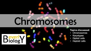 Chromosomes diploid vs haploid  updated [upl. by Odom886]