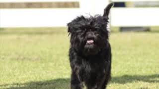 Affenpinscher  Dog Breed Information [upl. by Nerrad984]