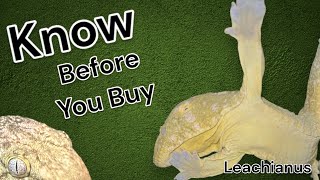 Leachianus Gecko  know before you buy [upl. by Kcirddes281]