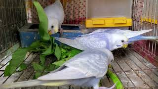 rainbow budgerigar eating kolmi shak II বাজরিগার পাখি পালন পদ্ধতি birds budgie parrot [upl. by Lybis]