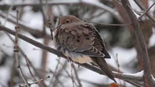 Tourterelle triste sous la neige [upl. by Sineray]