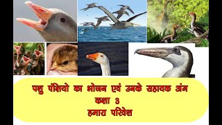 पशु पक्षियों का भोजन एवं सहायक अंग Class 3 Hamara Parivesh Book [upl. by Aid]