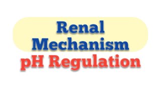 Renal Mechanism of Blood pH Regulation Physiological Mechanism of pH regulation [upl. by Pfaff]