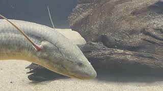 Protopterus annectens  african lungfish [upl. by Prady847]