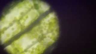 Chloroplasts moving  cloroplasti in movimento [upl. by Adnole]