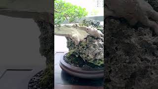 TUGAS VITEX PARVIFLORA SLANTINGROCK GROWN bonsai trendingshorts shorts short subscribe [upl. by Leasa952]