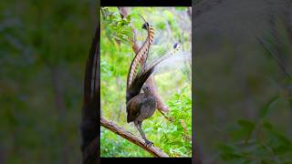 Best Mimicry Artist lyrebird birds [upl. by Merell]