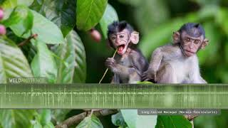 Longtailed Macaque  Sounds and Calls [upl. by Lenneuq436]